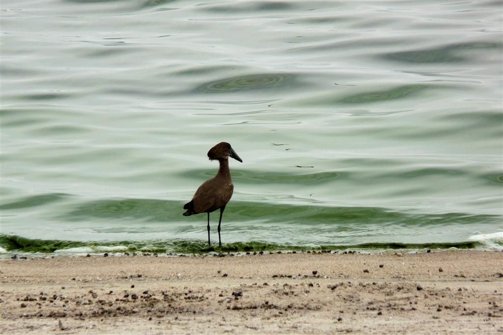 TANZANIA - VICTORIAMEER - een hamerkop