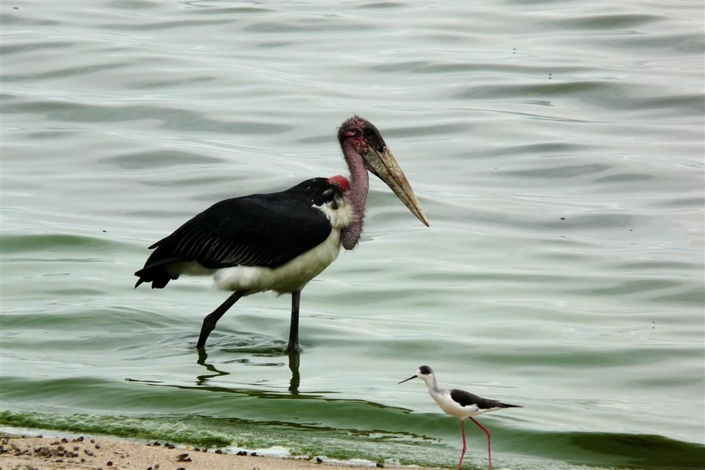 TANZANIA - VICTORIAMEER - een maraboe en een steltkluut