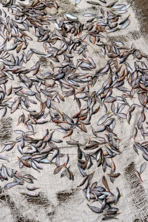 TANZANIA - VICTORIAMEER - vissen die liggen te drogen