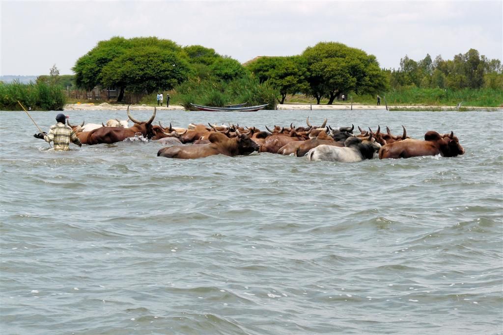TANZANIA - VICTORIAMEER - een koeienhoeder met zijn kudde in het meer
