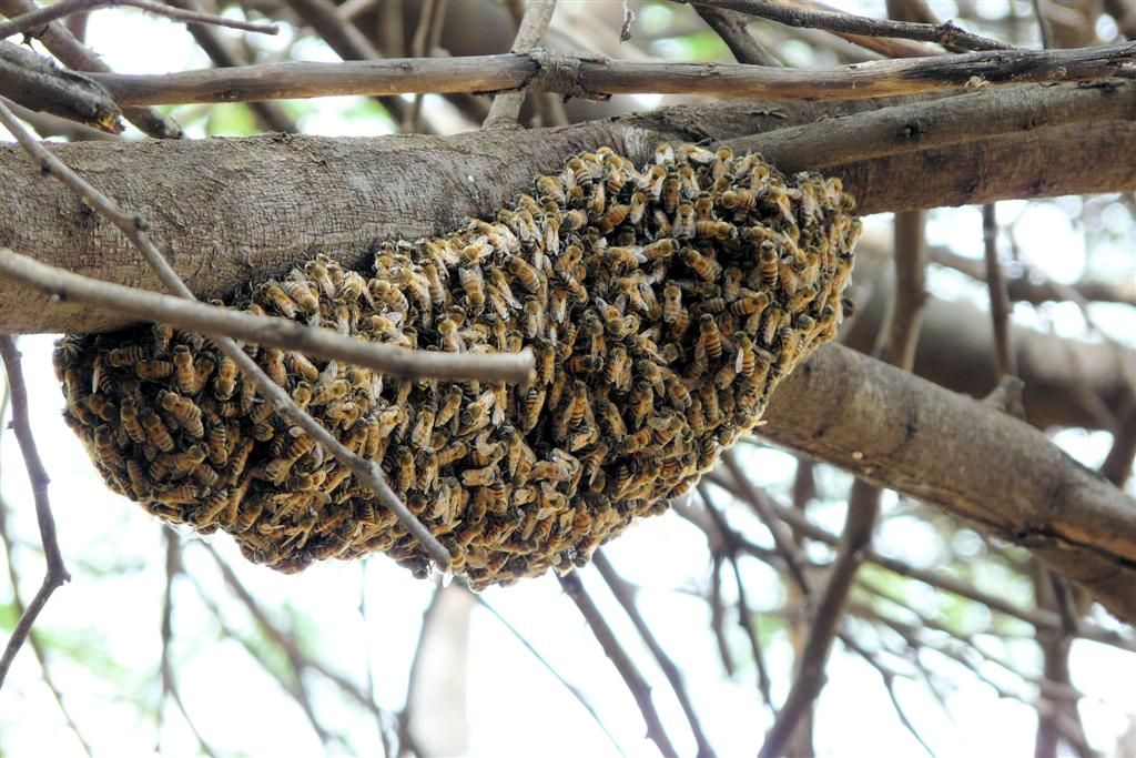 TANZANIA - VICTORIAMEER - een bijennest