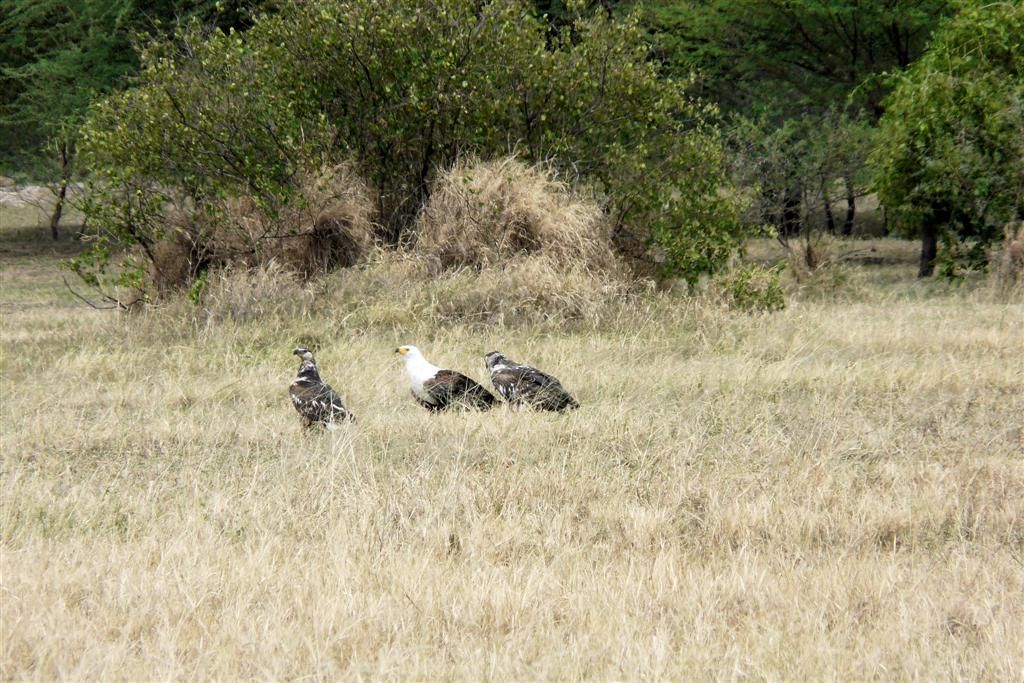 TANZANIA - VICTORIAMEER - een Afrikaanse zeearend met twee jongen
