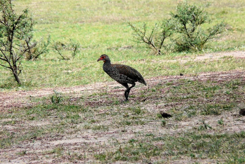 TANZANIA - VICTORIAMEER - een roodkeelfrankolijn
