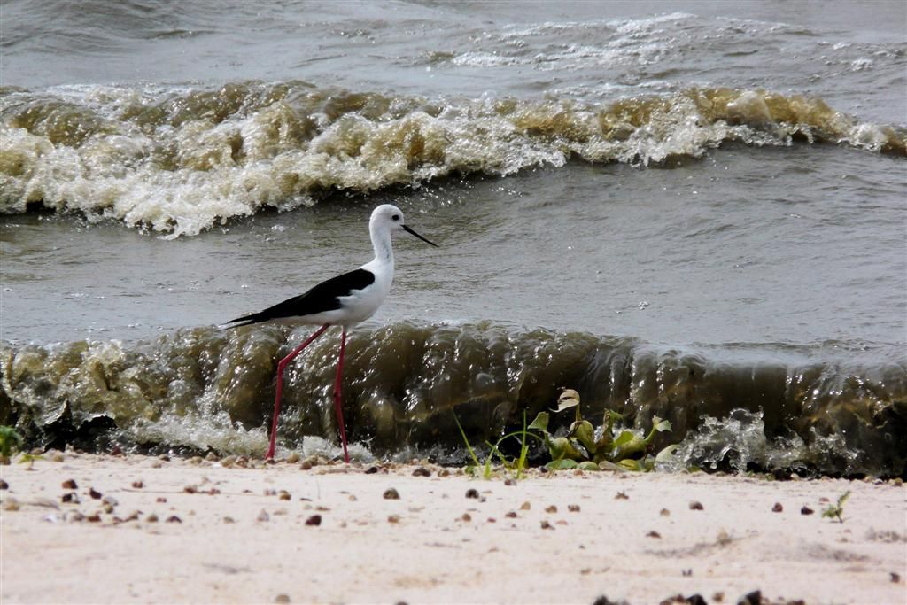 TANZANIA - VICTORIAMEER - een steltkluut