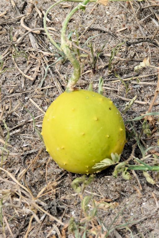 TANZANIA - VICTORIAMEER - een vrucht