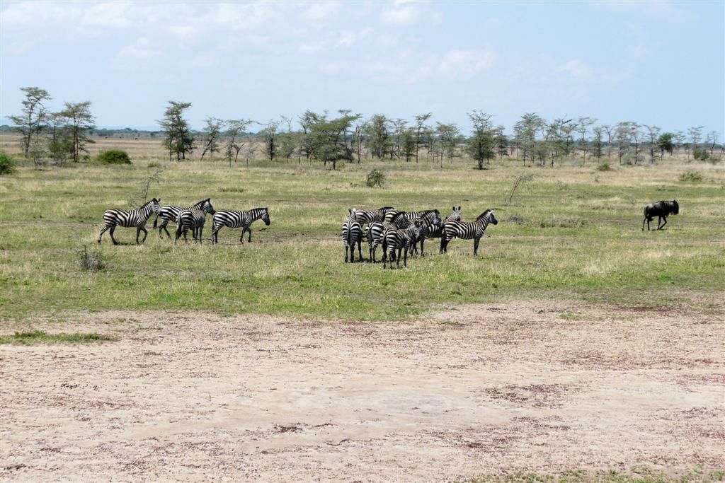 TANZANIA - SERENGETI NATIONAL PARK - een groep zebra's