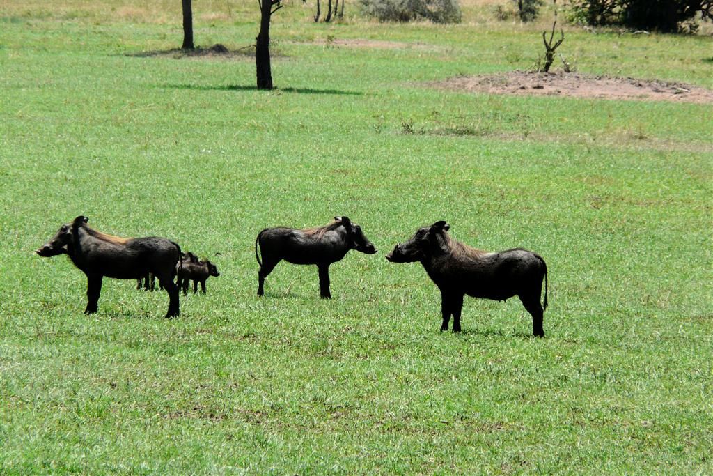 TANZANIA - SERENGETI NATIONAL PARK - drie volwassen en jonge wilde zwijnen