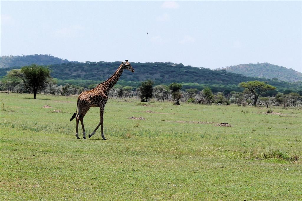 TANZANIA - SERENGETI NATIONAL PARK - een masai giraffe