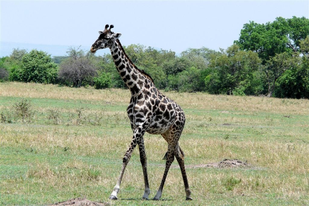 TANZANIA - SERENGETI NATIONAL PARK - een masai giraffe