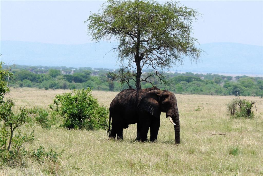 TANZANIA - SERENGETI NATIONAL PARK - een Afrikaanse olifant