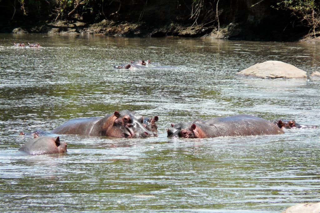 TANZANIA - SERENGETI NATIONAL PARK - een aantal nijlpaarden