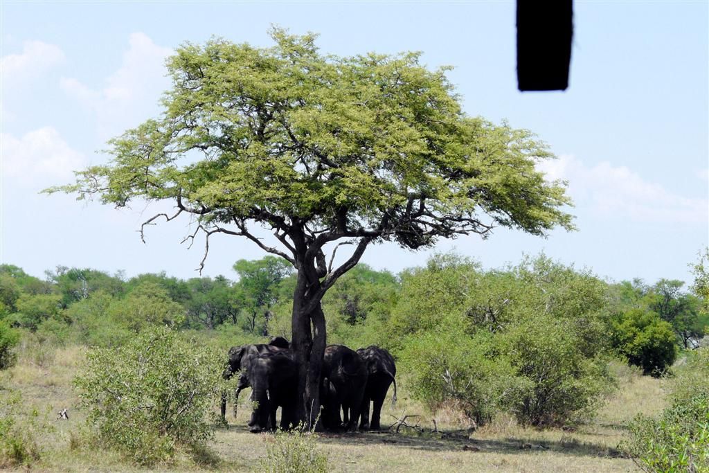 TANZANIA - SERENGETI NATIONAL PARK - een groepje Afrikaanse olifanten onder een boom