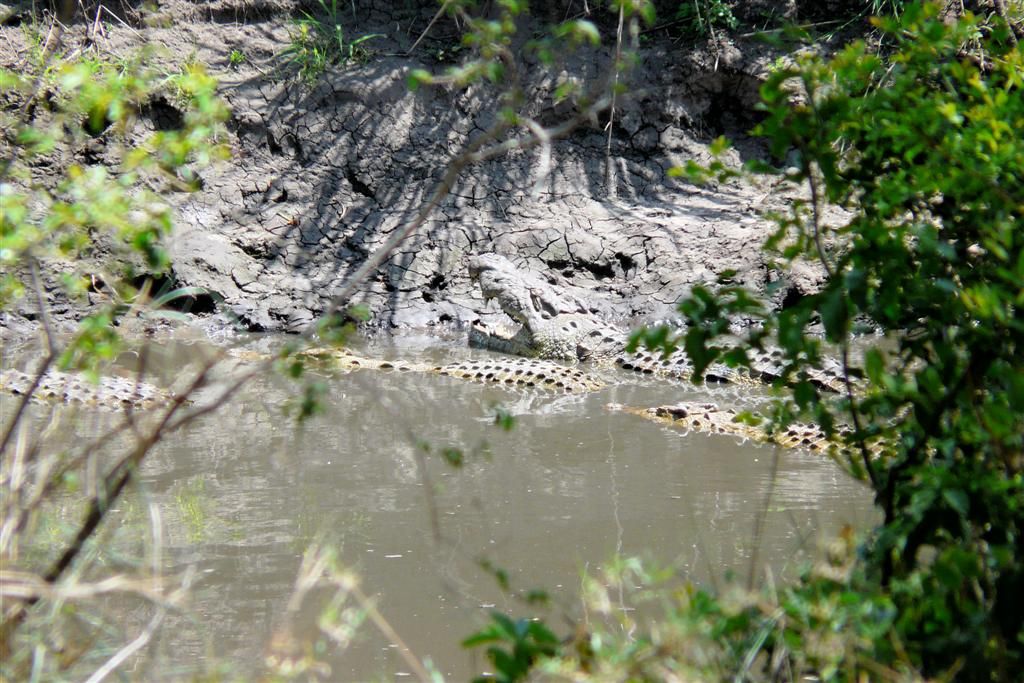TANZANIA - SERENGETI NATIONAL PARK - een aantal krokodillen