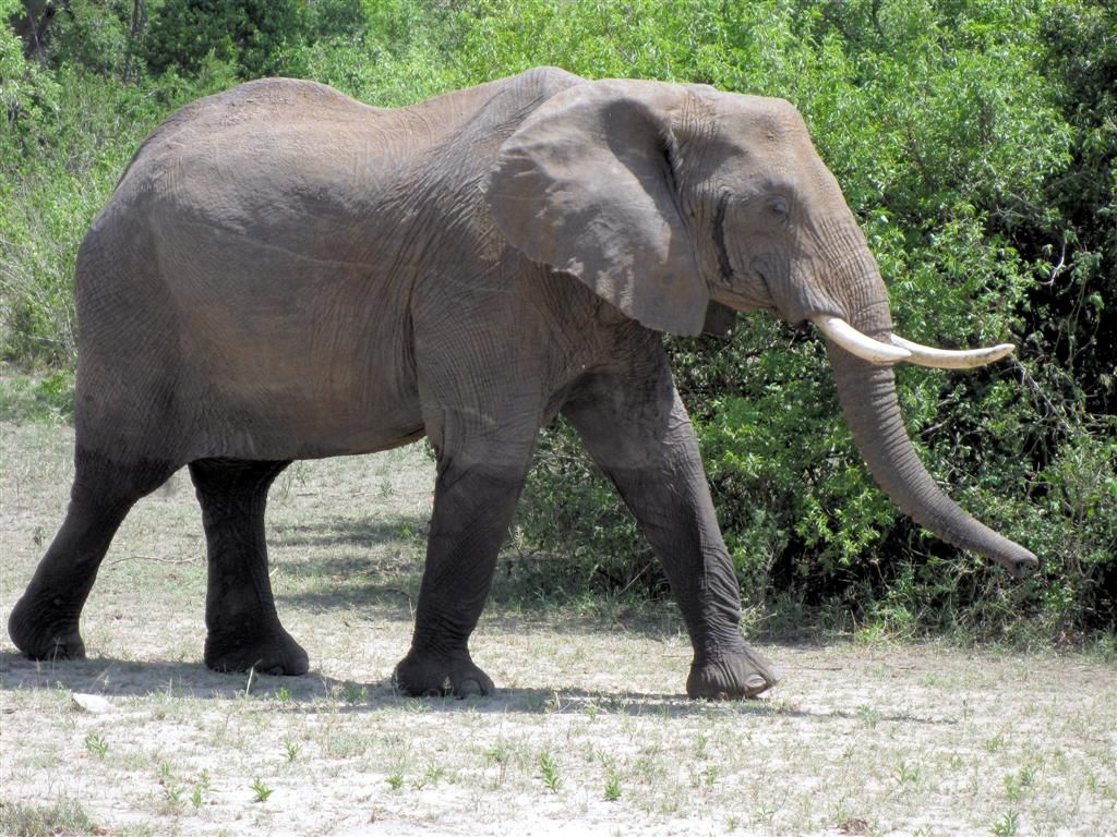 TANZANIA - SERENGETI NATIONAL PARK - een Afrikaanse olifant