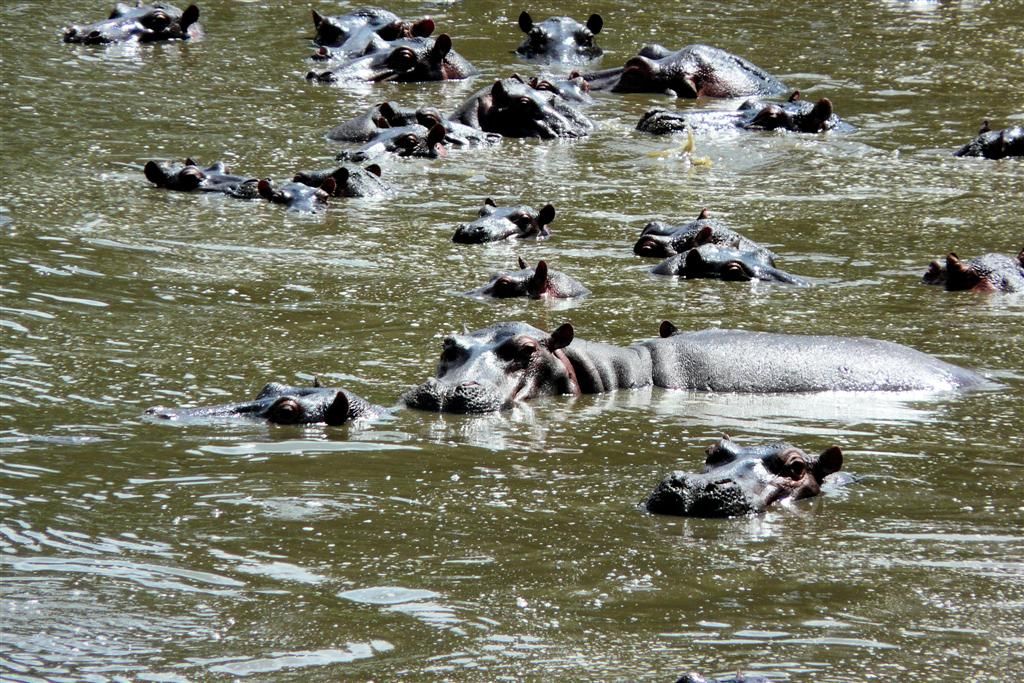 TANZANIA - SERENGETI NATIONAL PARK - een hele groep nijlpaarden