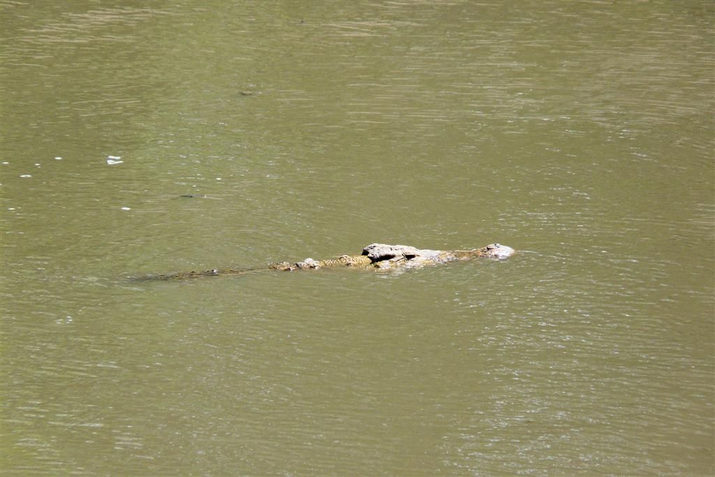 TANZANIA - SERENGETI NATIONAL PARK - een krokodil