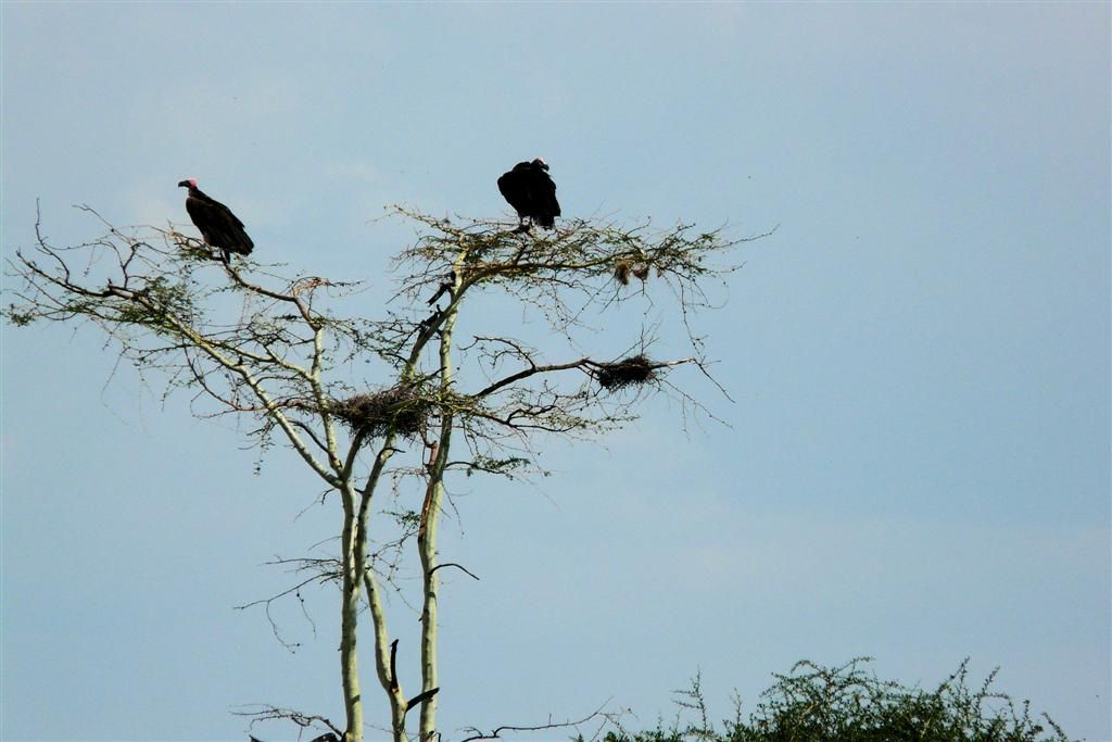 TANZANIA - SERENGETI NATIONAL PARK - twee oorgieren