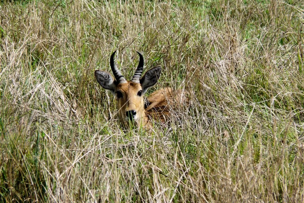 TANZANIA - SERENGETI NATIONAL PARK - een bohorrietbok
