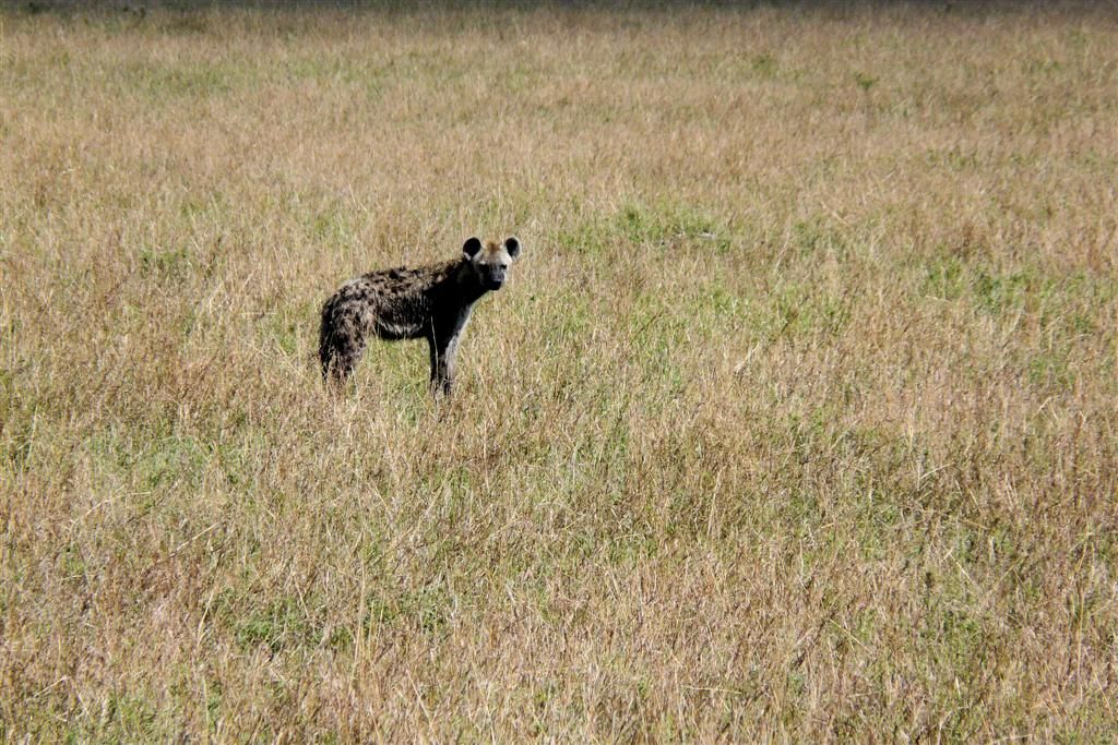 TANZANIA - SERENGETI NATIONAL PARK - een gevlekte hyena
