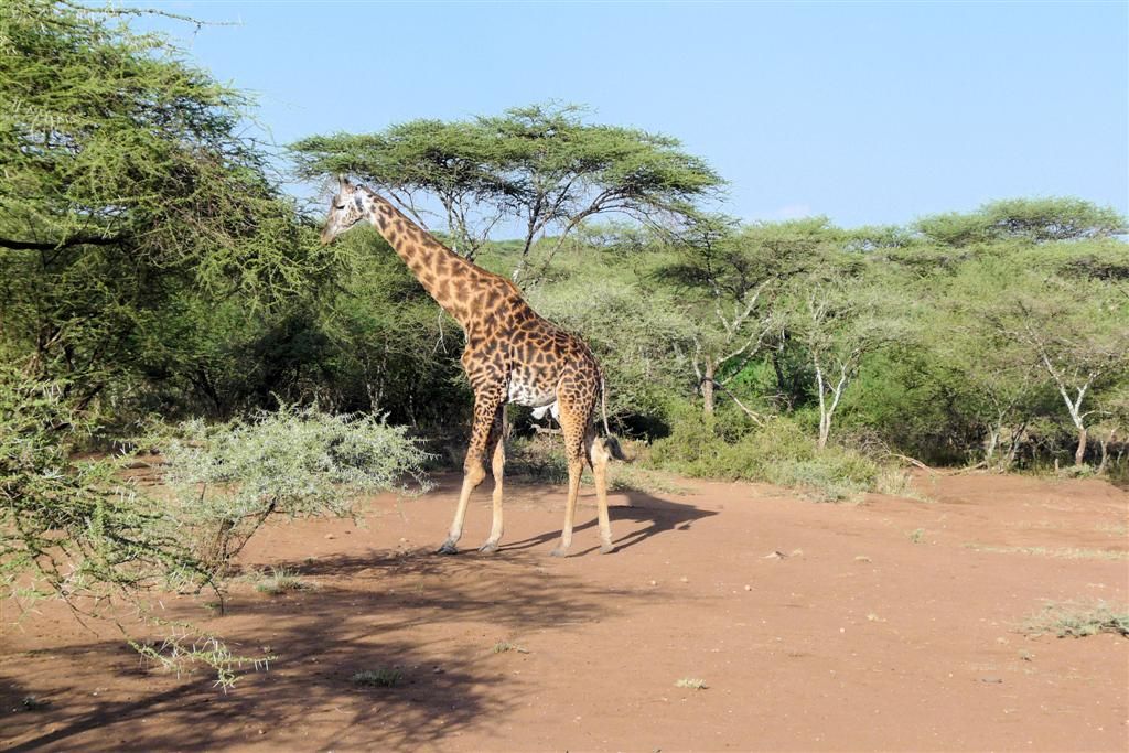 TANZANIA - SERENGETI NATIONAL PARK - een rothschild giraffe