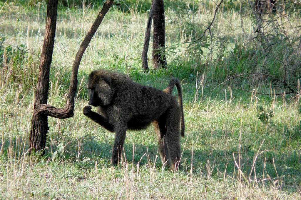 TANZANIA - SERENGETI NATIONAL PARK - een baviaan