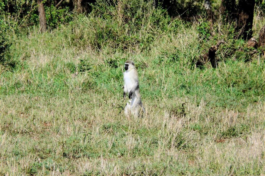 TANZANIA - SERENGETI NATIONAL PARK - een groene meerkat
