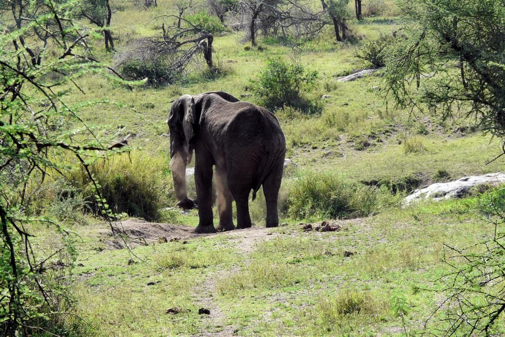 TANZANIA - SERENGETI NATIONAL PARK - een Afrikaanse olifant neemt een stofbad