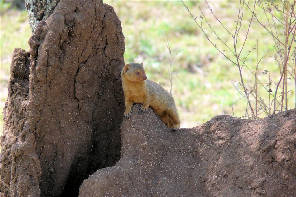 TANZANIA - SERENGETI NATIONAL PARK - een dwerg mangoose