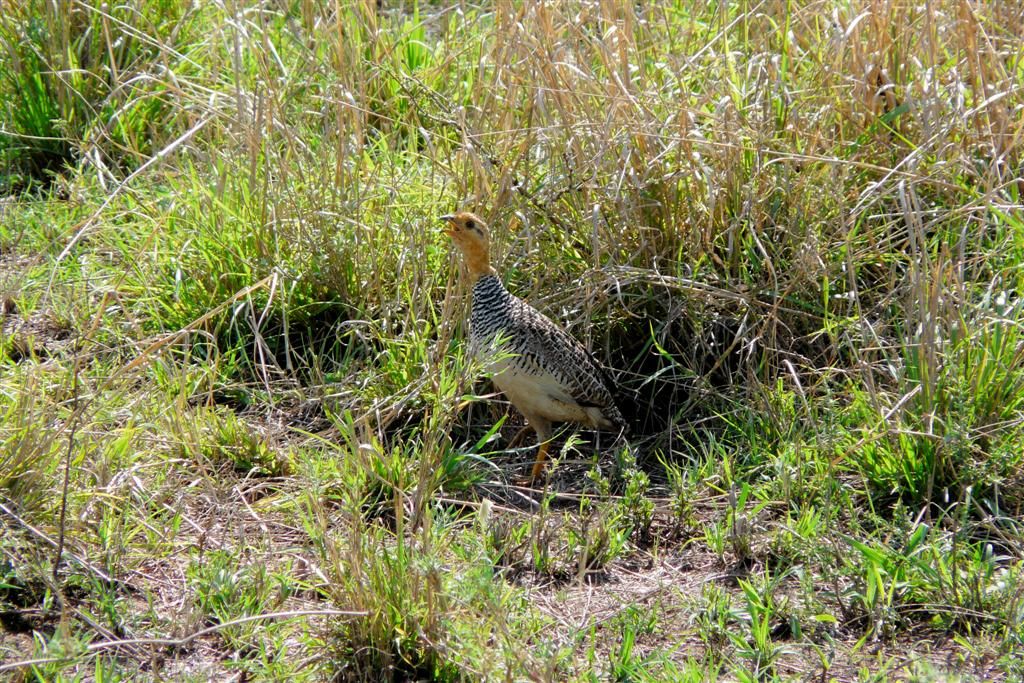 TANZANIA - SERENGETI NATIONAL PARK - een coqui frankolijn