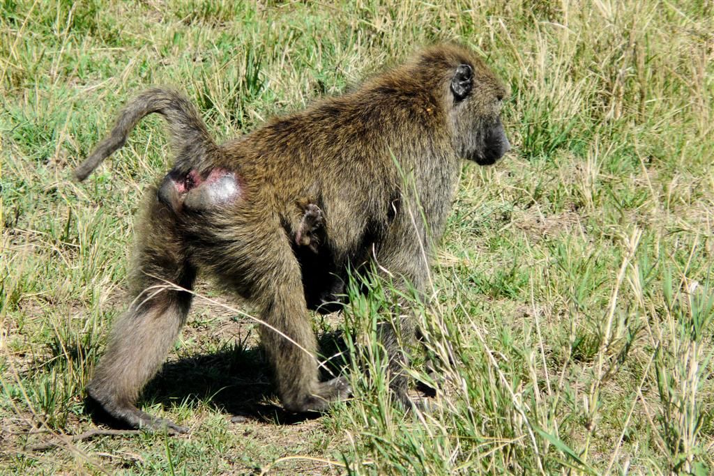 TANZANIA - SERENGETI NATIONAL PARK - een baviaan