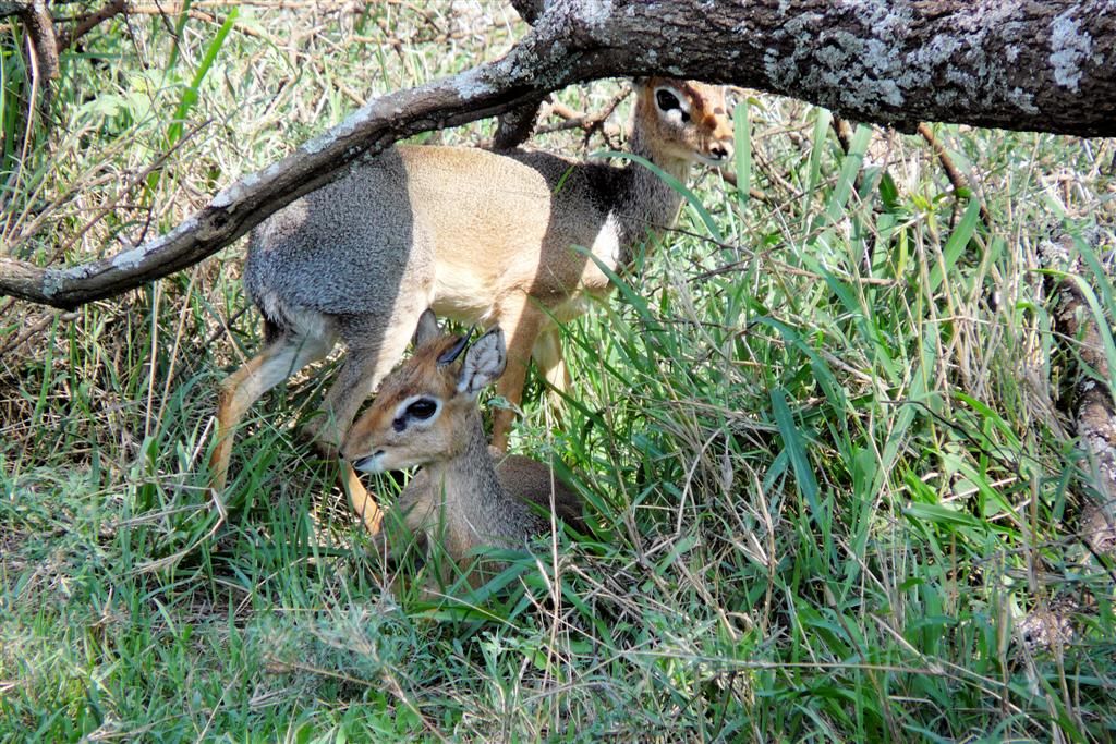 TANZANIA - SERENGETI NATIONAL PARK - twee dikdik's