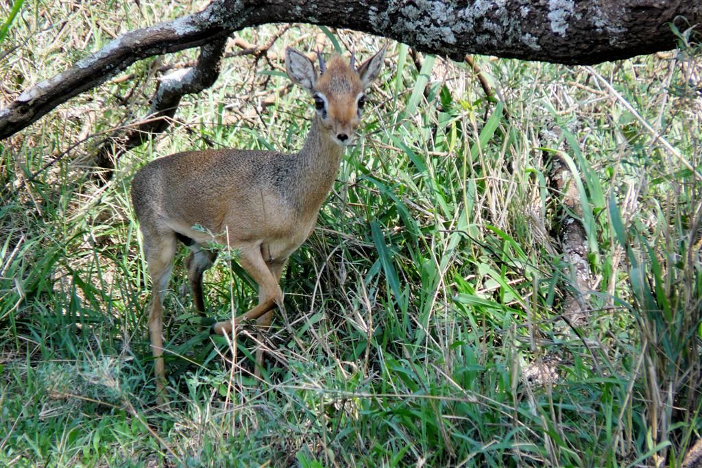 TANZANIA - SERENGETI NATIONAL PARK - een dikdik