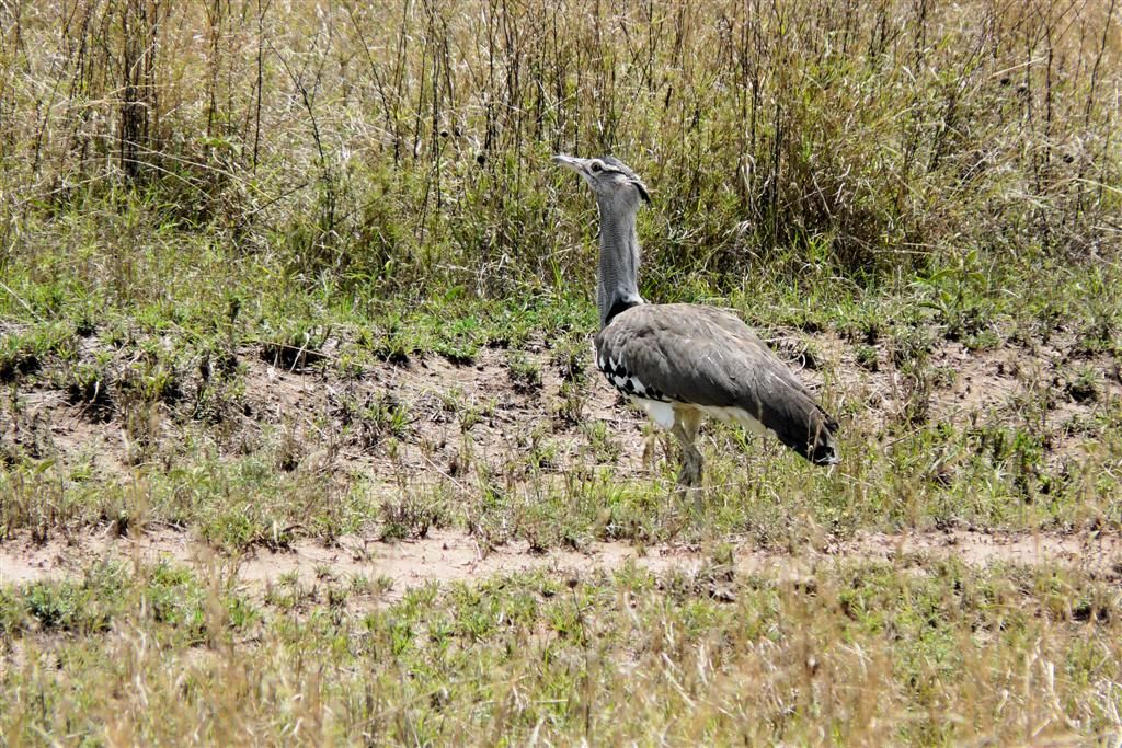 TANZANIA - SERENGETI NATIONAL PARK - een koritrap