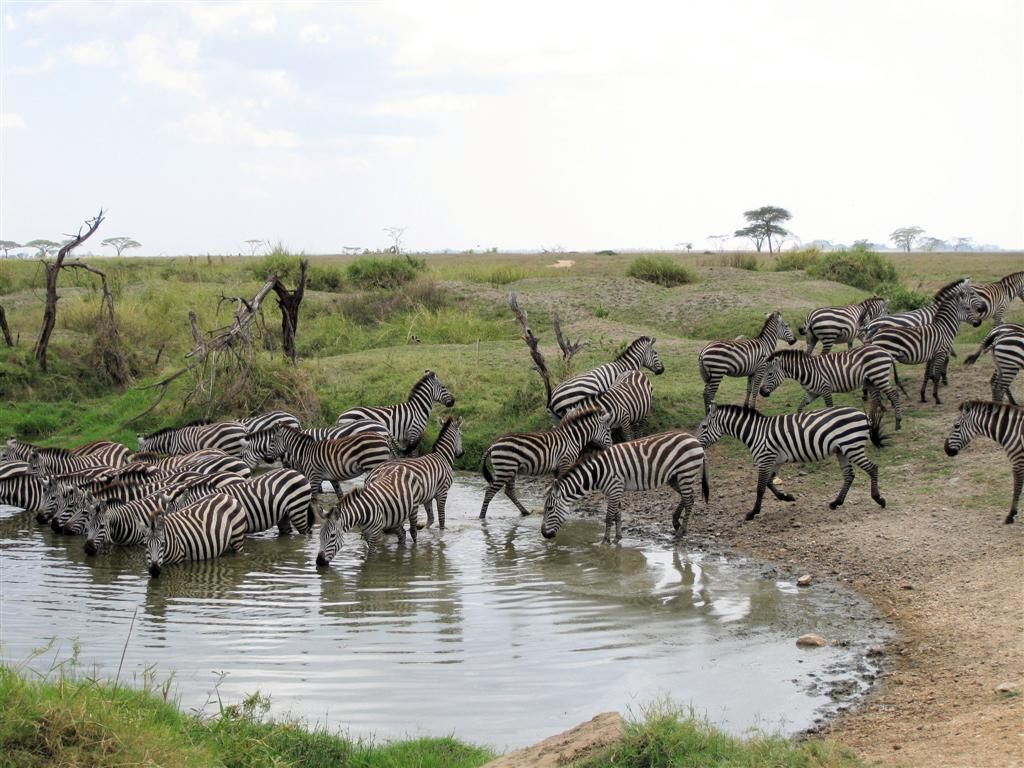 TANZANIA - SERENGETI NATIONAL PARK - een kudde zebra's aan het drinken
