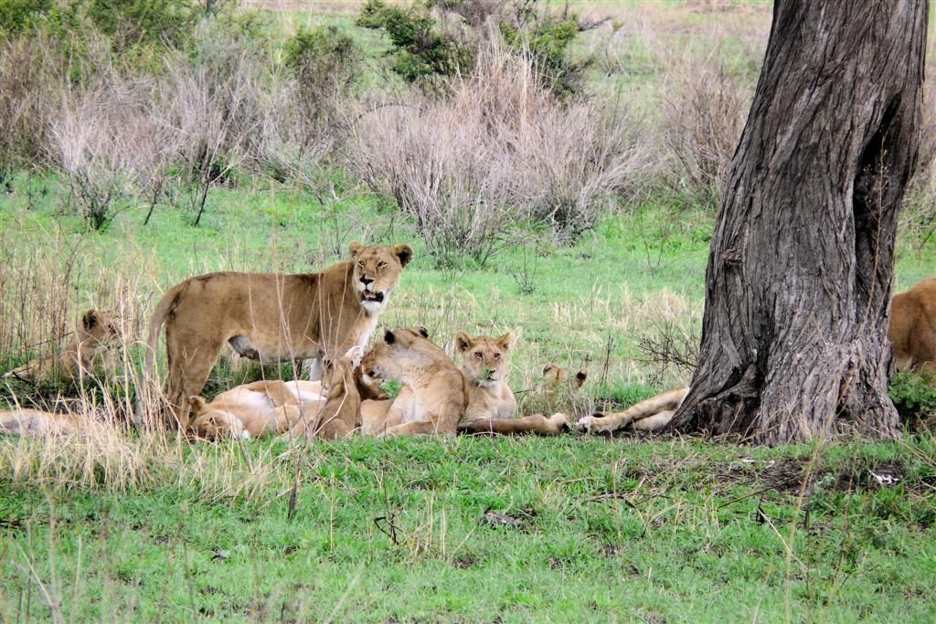 TANZANIA - SERENGETI NATIONAL PARK - een groep leeuwen