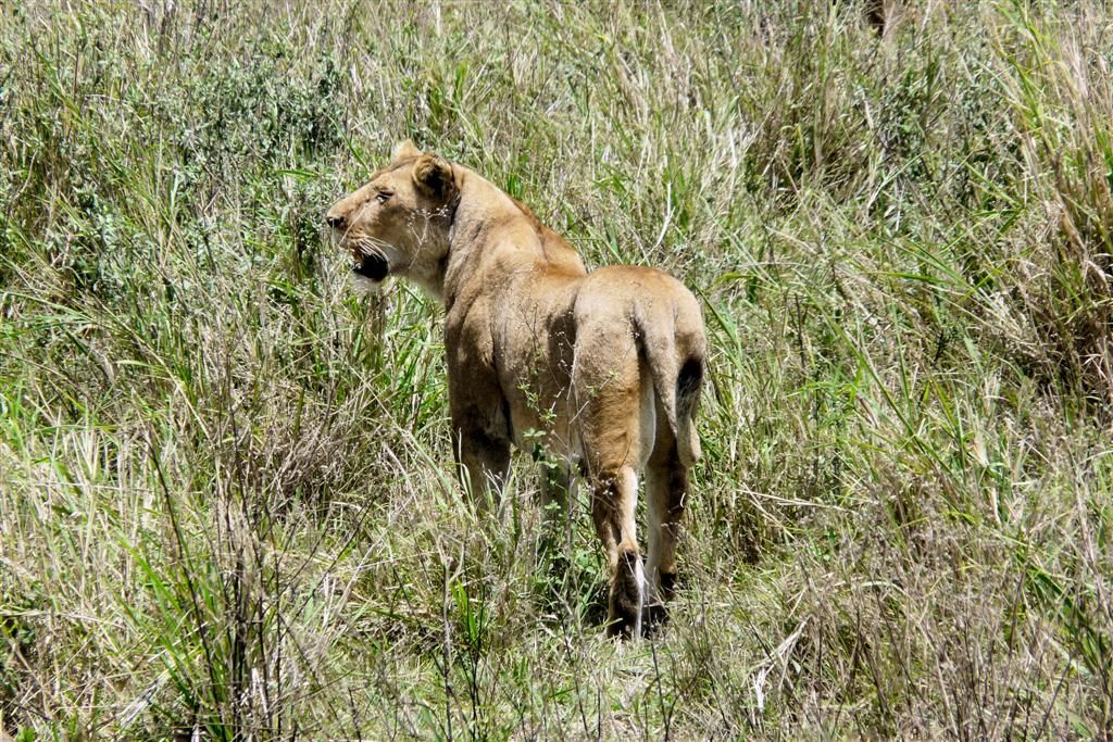 TANZANIA - SERENGETI NATIONAL PARK - een leeuw
