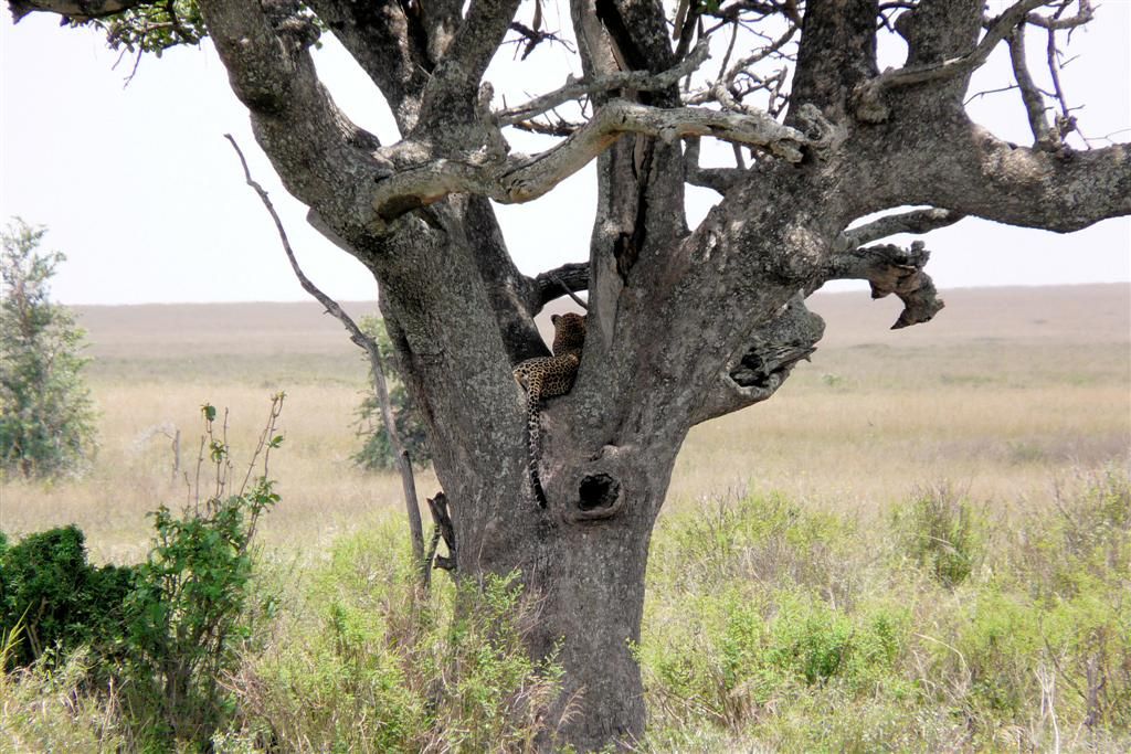 TANZANIA - SERENGETI NATIONAL PARK - een luipaard die in een boom ligt