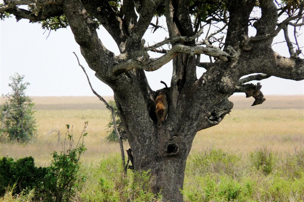 TANZANIA - SERENGETI NATIONAL PARK - een luipaard die uit een boom komt