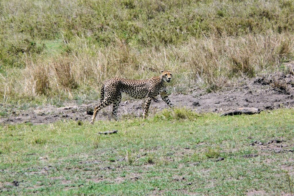 TANZANIA - SERENGETI NATIONAL PARK - een cheetah
