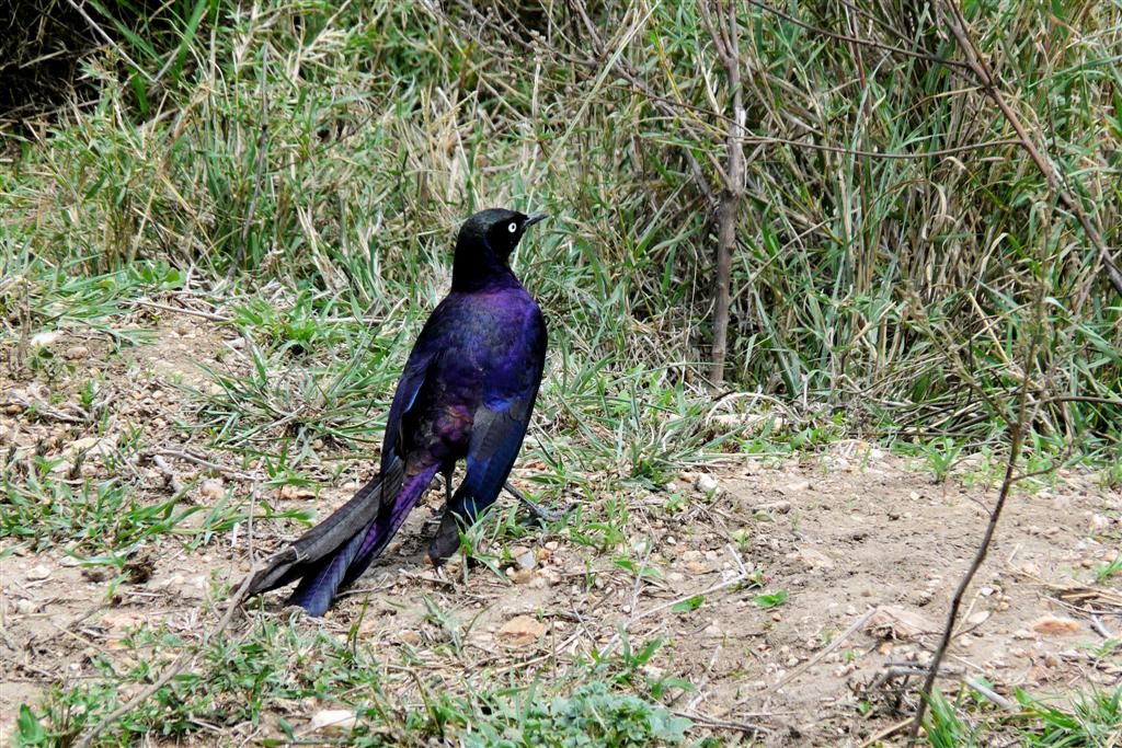 TANZANIA - SERENGETI NATIONAL PARK - een blauwe langstaart-glansspreeuw