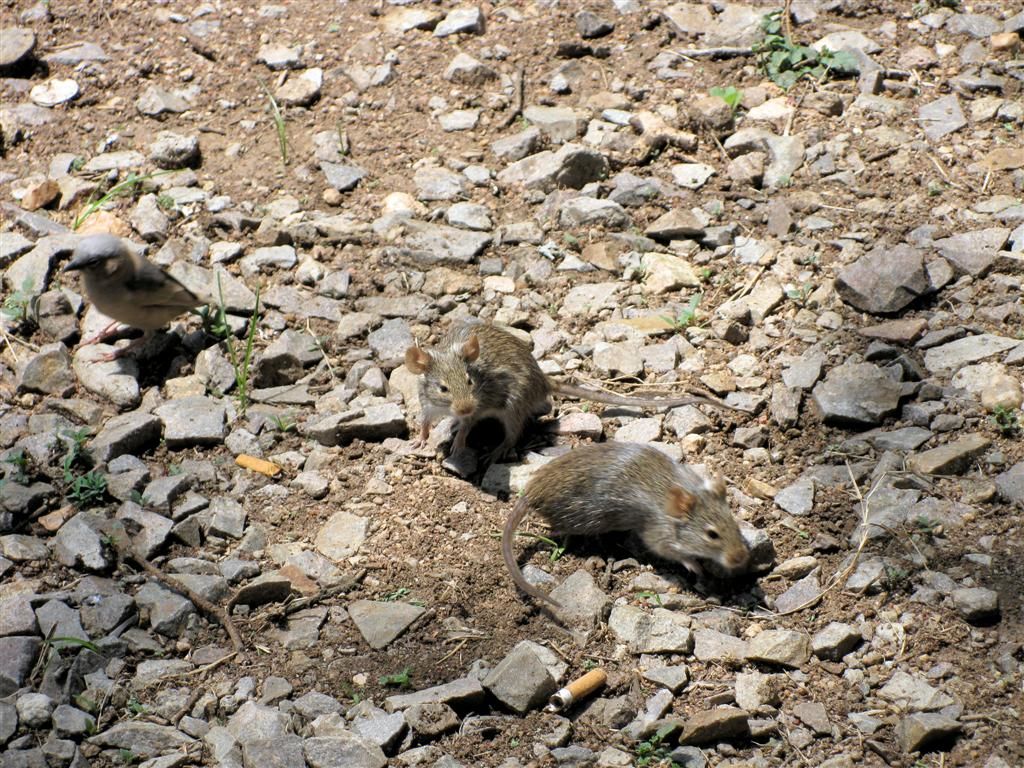 TANZANIA - SERENGETI NATIONAL PARK - twee muizen