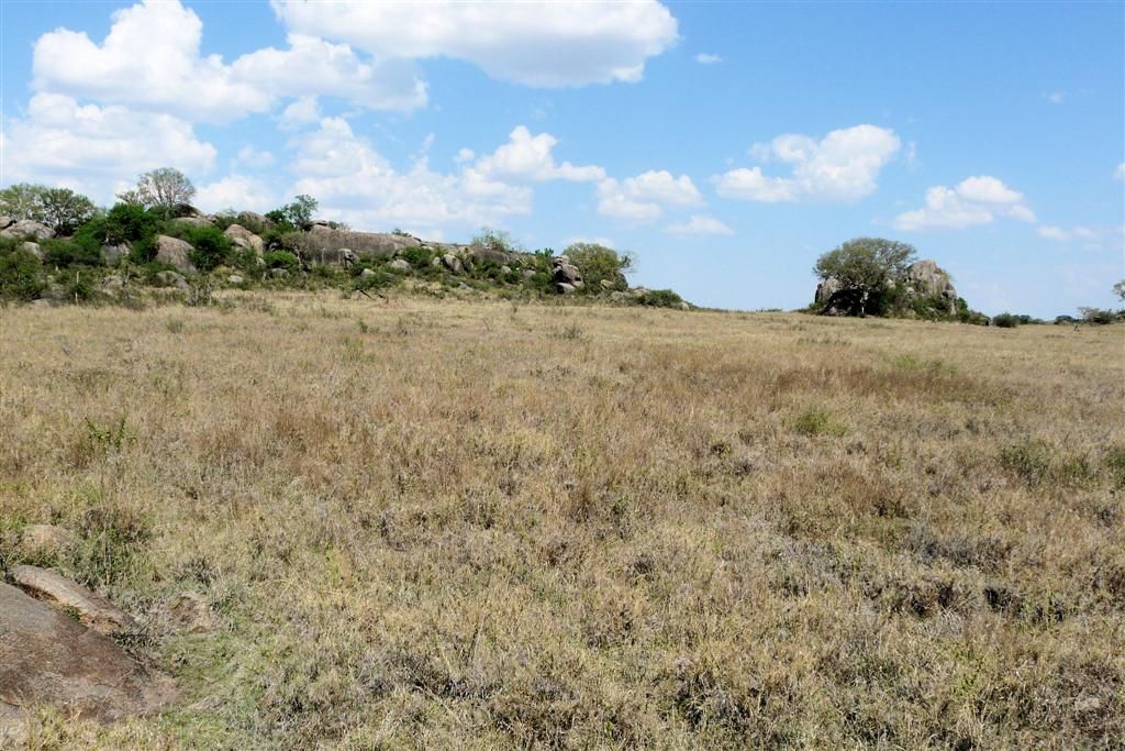 TANZANIA - SERENGETI NATIONAL PARK - landschap