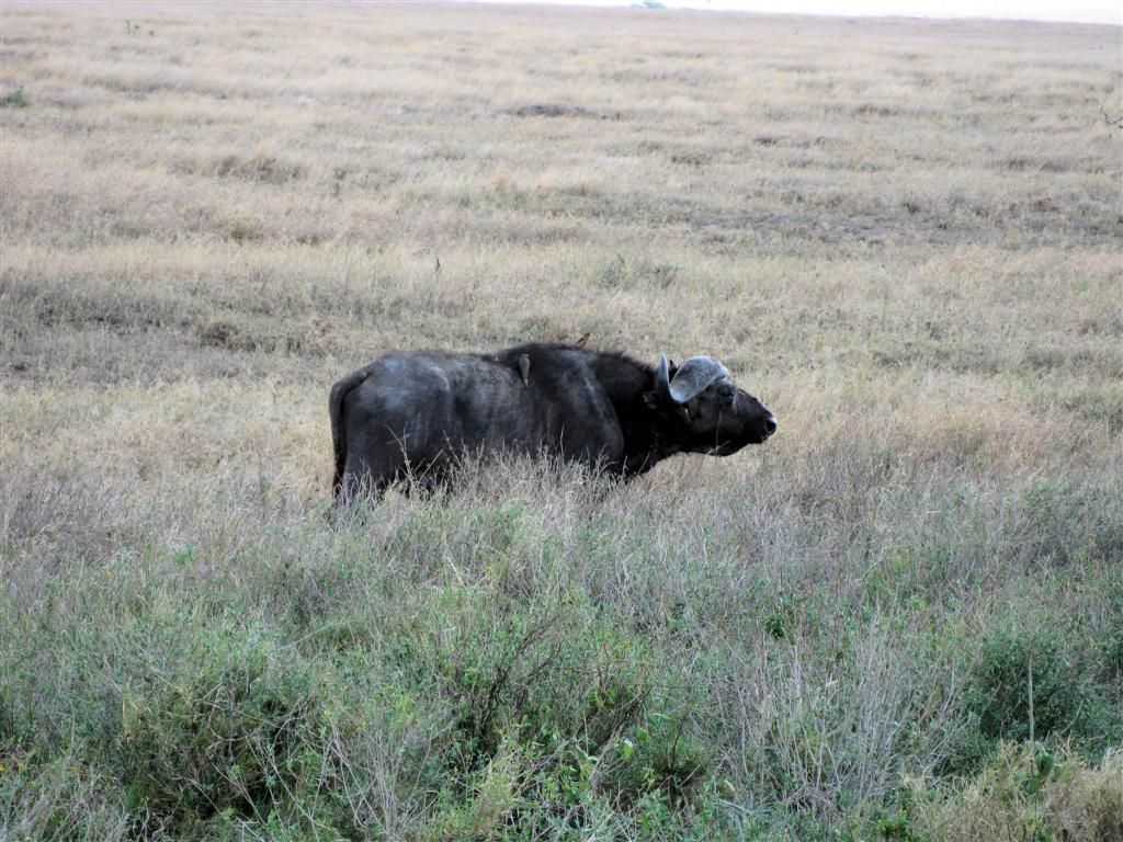 TANZANIA - SERENGETI NATIONAL PARK - een Kaapse buffel