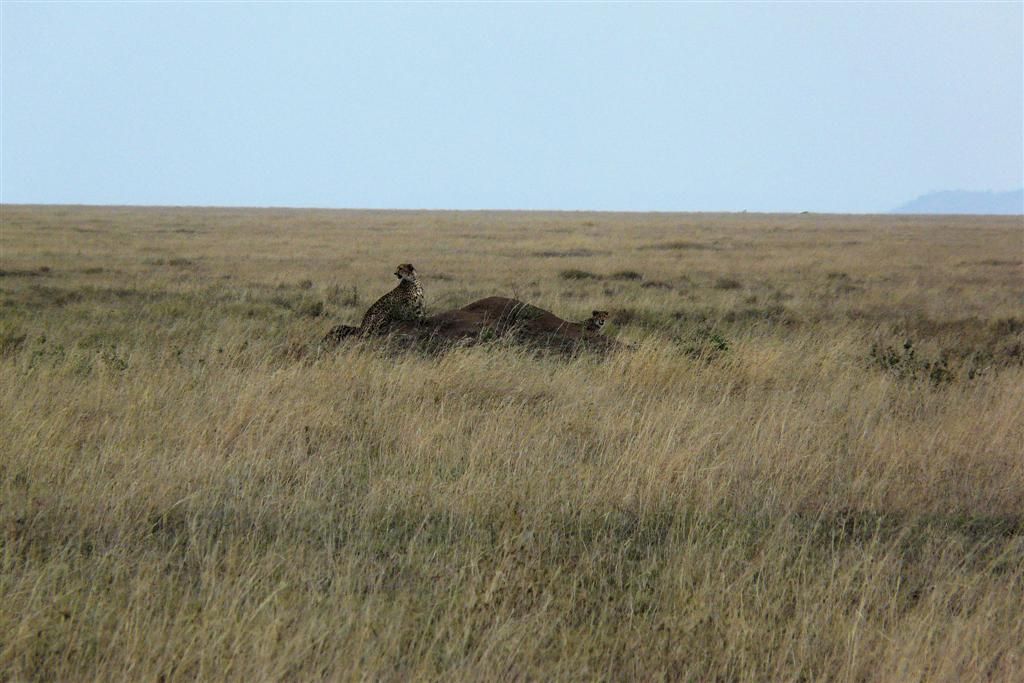 TANZANIA - SERENGETI NATIONAL PARK - twee cheetahs
