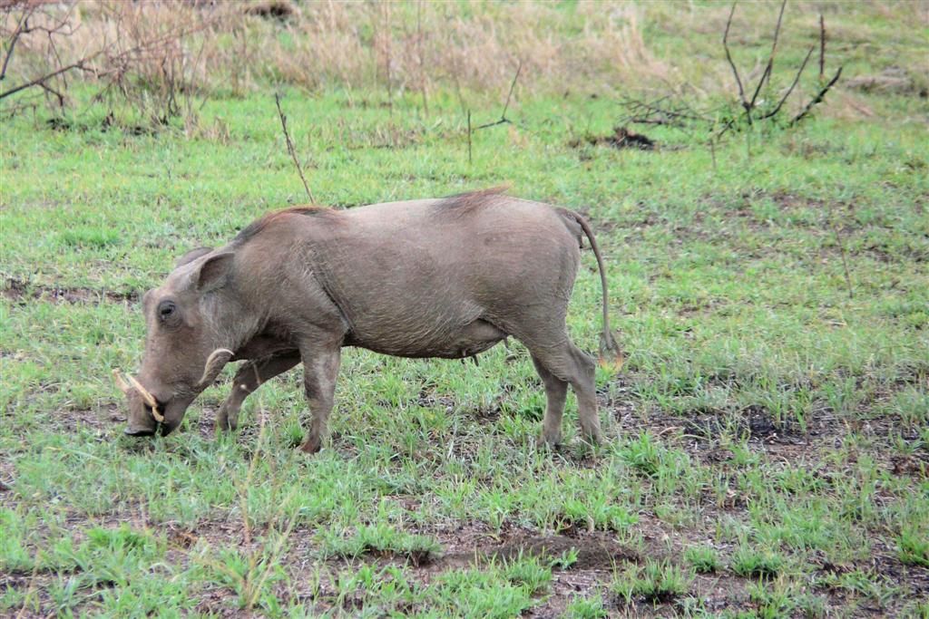 TANZANIA - SERENGETI NATIONAL PARK - een wildzwijn