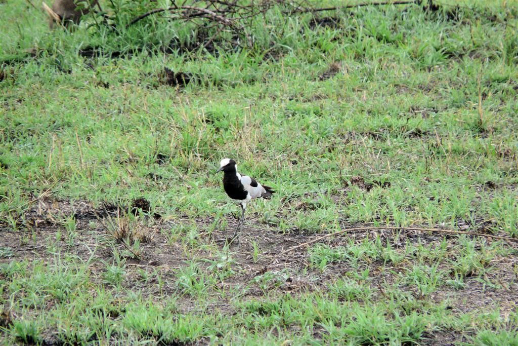 TANZANIA - SERENGETI NATIONAL PARK - een smidsplevier