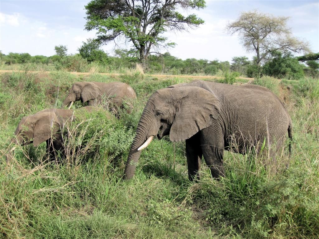 TANZANIA - SERENGETI NATIONAL PARK - een groep Afrikaanse olifanten