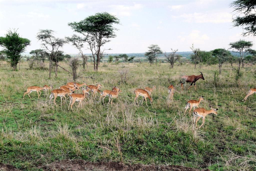 TANZANIA - SERENGETI NATIONAL PARK - een groep impala's en een hartebeest