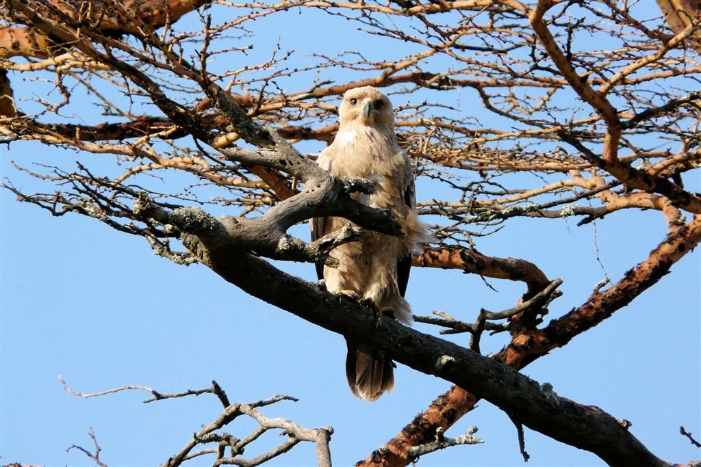 TANZANIA - SERENGETI NATIONAL PARK - een savannearend