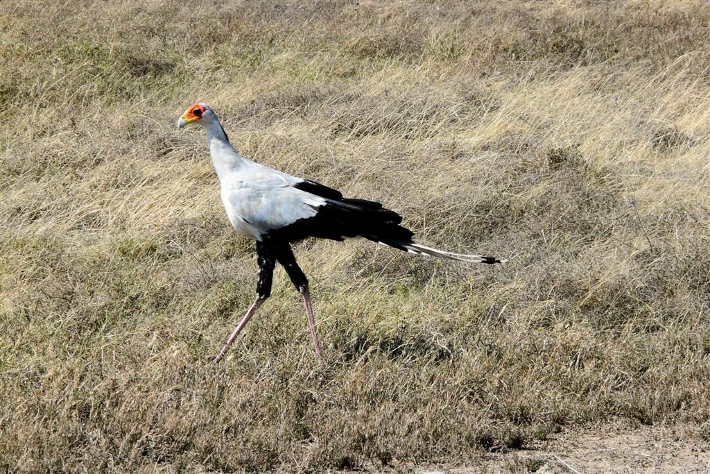TANZANIA - SERENGETI NATIONAL PARK - een secretarisvogel